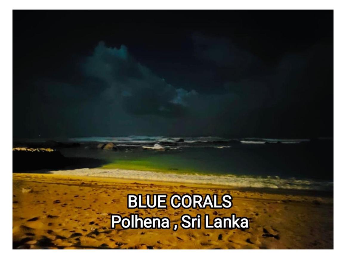 Blue Corals Beach Bungalow Matara Dış mekan fotoğraf
